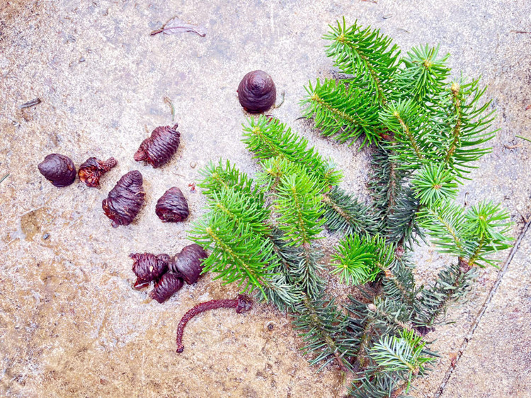 Trước đây, loài cây này chỉ được ghi nhận tại Vườn Quốc gia Hoàng Liên, do đó phát hiện lần này mở rộng đáng kể vùng phân bố được biết đến của loài. Ảnh: Báo Lào Cai.