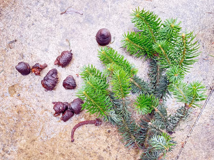 Trước đây, loài cây này chỉ được ghi nhận tại Vườn Quốc gia Hoàng Liên, do đó phát hiện lần này mở rộng đáng kể vùng phân bố được biết đến của loài. Ảnh: Báo Lào Cai.