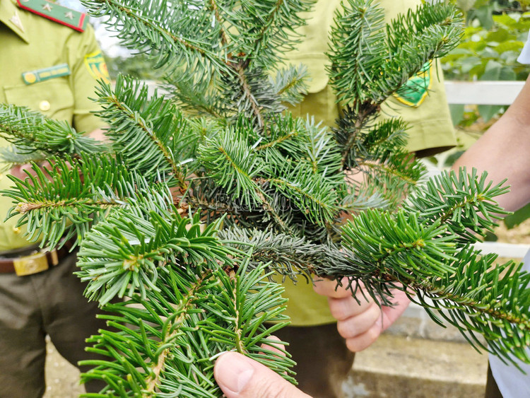 Phát hiện này có ý nghĩa lớn trong bảo tồn đa dạng sinh học, lưu giữ nguồn gen quý hiếm, đồng thời phục vụ nghiên cứu khoa học và giáo dục môi trường. Ảnh: Báo Lào Cai.