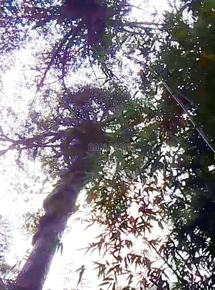 Nơi đây có mật độ cây rất dày, với nhiều cây cổ thụ hàng trăm năm tuổi, cao từ 20 đến 40 mét, đường kính có cây lên tới 1 mét, bên cạnh các cây non đang phát triển. Ảnh: Báo Lào Cai.