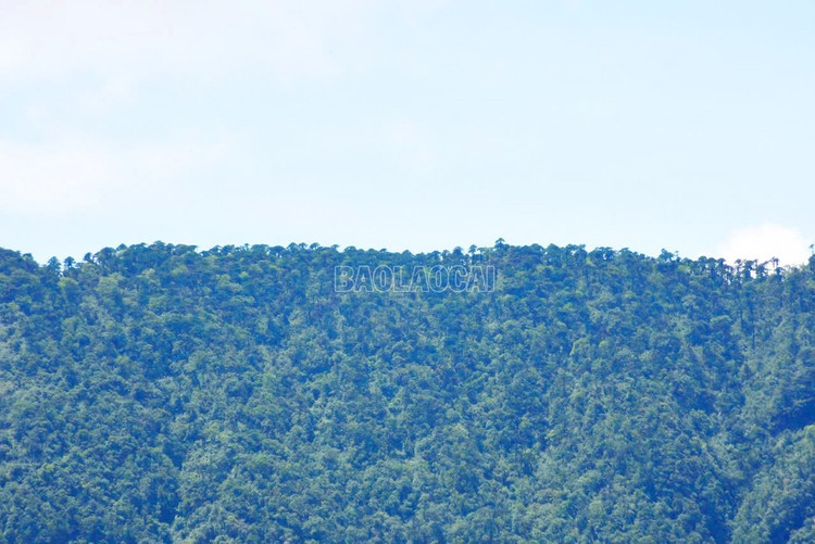 Quần thể cây Vân sam Fansipan được phát hiện ở tiểu khu 120, xã Mường Hum (huyện Bát Xát cũ), nằm ở độ cao khoảng 2.800 mét, trong khu rừng già có diện tích khoảng 100ha. Ảnh: Báo Lào Cai.