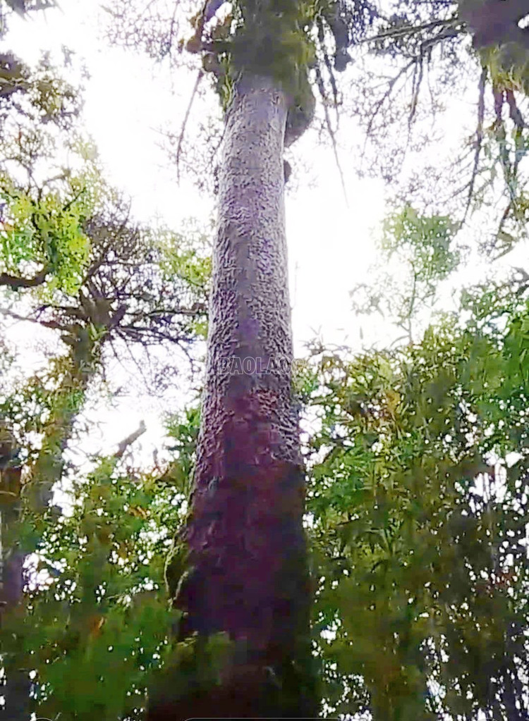 Vân sam Fansipan là loài gỗ quý hiếm, phân bố đặc hữu ở vùng núi Hoàng Liên Sơn, được ghi vào Sách đỏ Việt Nam từ năm 1996. Ảnh: Báo Lào Cai.