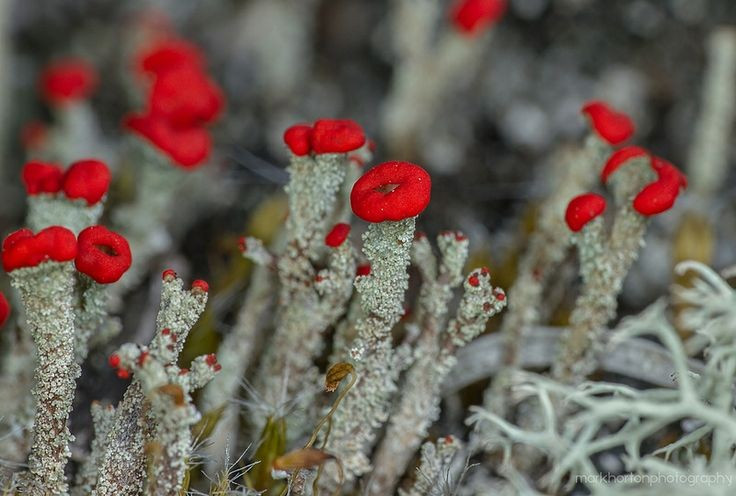 Địa y que diêm là sinh vật cộng sinh. Chúng được tạo nên từ nấm và tảo, sống cộng sinh để trao đổi chất dinh dưỡng và năng lượng. Ảnh: Pinterest.