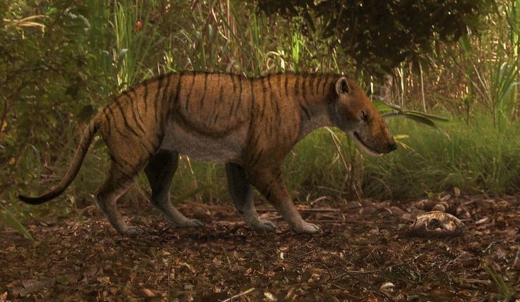 6. Có tốc độ săn mồi đáng kinh ngạc. Dù thân hình to lớn, một số loài Hyaenodon được cho là có khả năng chạy nhanh để rượt đuổi và phục kích con mồi trong môi trường đồng cỏ. Ảnh: Pinterest.