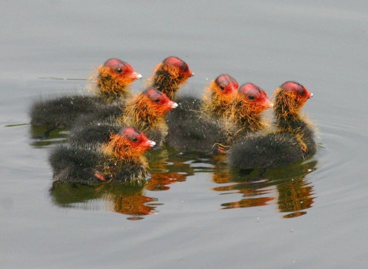 Con non kỳ dị nhưng đáng yêu. Chim non mới nở có bộ lông xù xì, đầu đỏ cam và trông khá kỳ lạ. Tuy nhiên, chính vẻ ngoài độc đáo này lại khiến chúng trở nên đặc biệt trong thế giới chim. Ảnh: Pinterest.