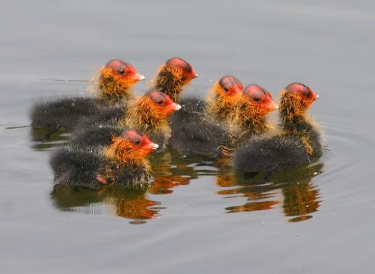 Con non kỳ dị nhưng đáng yêu. Chim non mới nở có bộ lông xù xì, đầu đỏ cam và trông khá kỳ lạ. Tuy nhiên, chính vẻ ngoài độc đáo này lại khiến chúng trở nên đặc biệt trong thế giới chim. Ảnh: Pinterest.