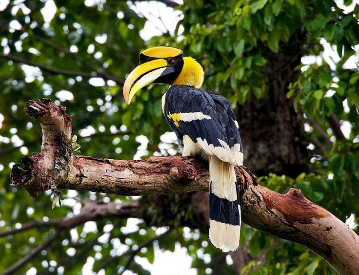 6. Đóng vai trò quan trọng trong hệ sinh thái rừng. Chim hồng hoàng phát tán hạt giống khi ăn trái cây và đi khắp nơi, giúp duy trì và tái tạo rừng nhiệt đới – một mắt xích thiết yếu trong hệ sinh thái. Ảnh: Pinterest.