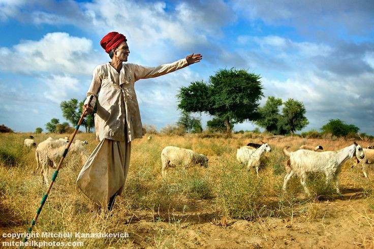 Cộng đồng du mục lâu đời. Người Rabari là nhóm cư dân chăn nuôi truyền thống sinh sống chủ yếu tại bang Gujarat và Rajasthan. Họ di chuyển theo mùa để tìm đồng cỏ cho đàn lạc đà, cừu và dê. Ảnh: Pinterest.