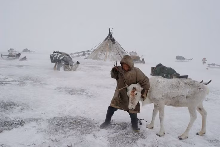 Bị ảnh hưởng bởi biến đổi khí hậu. Băng tan và thay đổi thảm thực vật khiến hành trình du mục của người Nenets ngày càng trở nên khó khăn hơn. Ảnh: Pinterest.
