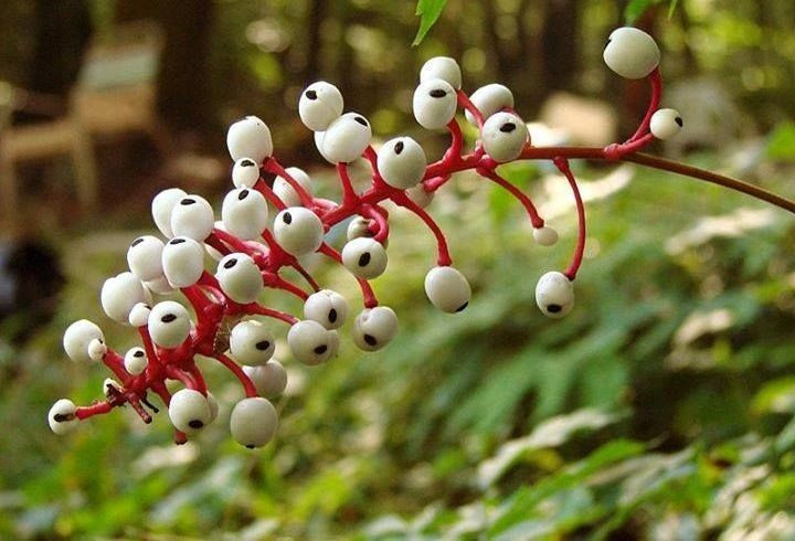 Biệt danh “mắt búp bê” đến từ hình dáng quả. Quả của cây mắt búp bê có màu trắng sữa với một đốm đen ở giữa, trông giống hệt con mắt nhỏ đang nhìn chằm chằm. Chính hình dạng kỳ lạ này khiến nó trở thành một trong những loài cây rừng dễ nhận biết nhất. Ảnh: Pinterest.