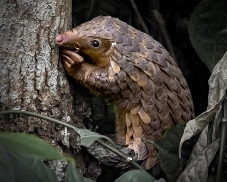 Ekosistemin dengesine yardımcı olurlar. Her pangolin yılda 70 milyondan fazla termit ve karınca yiyebilir ve bu hızlı üreyen böceklerin popülasyonunun kontrol altında tutulmasına yardımcı olur. Fotoğraf: Pinterest. Chúng giúp cân bằng hệ sinh thái. Mỗi cá thể tê tê có thể ăn hơn 70 triệu con mối và kiến mỗi năm, góp phần kiểm soát số lượng các loài côn trùng có tốc độ sinh sản nhanh chóng này. Ảnh: Pinterest.
