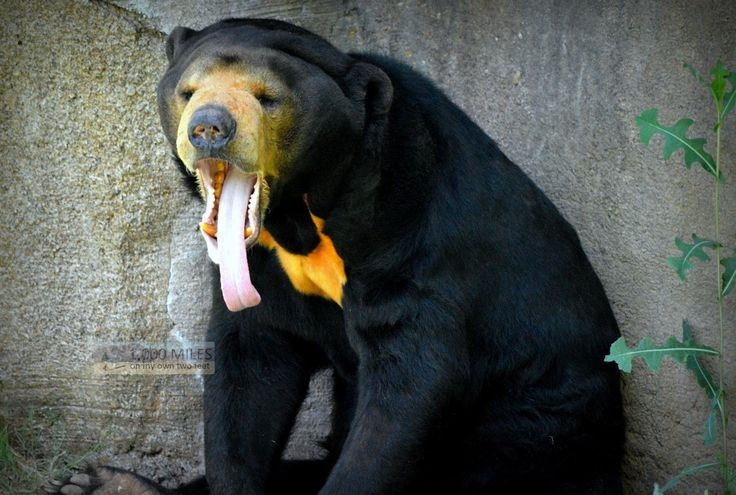 2. Có chiếc lưỡi cực dài. Lưỡi của gấu chó có thể dài đến 20–25cm, giúp chúng liếm mật ong, bắt kiến và côn trùng trong các khe nứt thân cây một cách dễ dàng – đặc điểm khiến chúng còn được gọi là “gấu mật”. Ảnh: Pinterest.