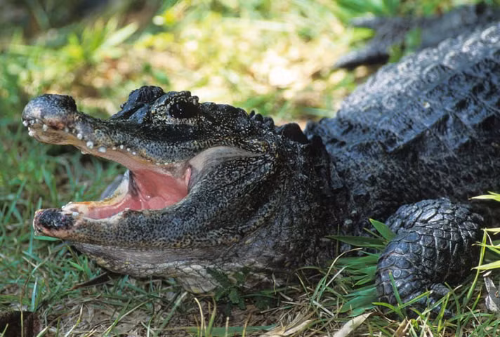 Là một trong những loài bò sát nguy cấp nhất thế giới. Ngày nay, cá sấu Dương Tử được xếp vào nhóm cực kỳ nguy cấp. Số lượng cá thể trong tự nhiên chỉ còn rất ít, nhiều chương trình nhân nuôi bảo tồn đang được triển khai nhằm giúp loài bò sát cổ xưa này tránh khỏi nguy cơ tuyệt chủng. Ảnh: animaldiversity.org.