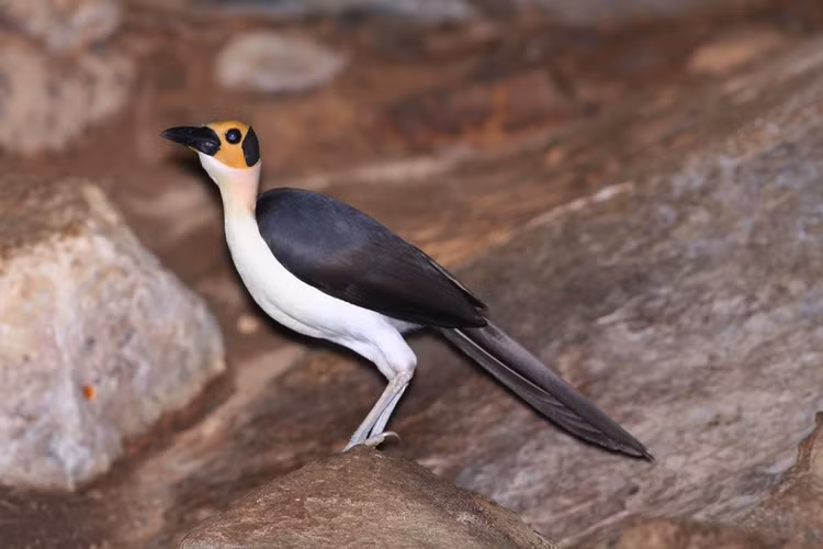 Hệ chim đa dạng ấn tượng. Hơn 300 loài chim được ghi nhận tại đây, khiến khu vực trở thành điểm đến lý tưởng cho các nhà quan sát chim. Ảnh: squarespace-cdn.com.