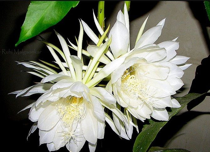 Thường cần thụ phấn nhân tạo. Trong sản xuất nông nghiệp, con người thường hỗ trợ thụ phấn để tăng năng suất do thiếu tác nhân tự nhiên. Ảnh: Pinterest.