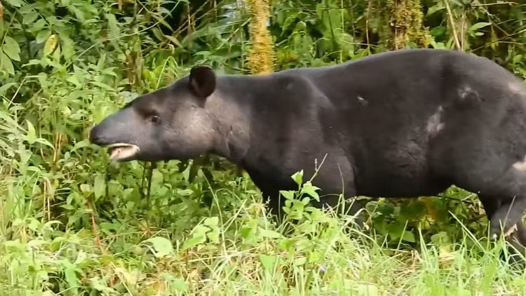 Có quan hệ họ hàng xa với ngựa và tê giác. Dù có ngoại hình giống lợn, heo vòi thực chất thuộc bộ Perissodactyla – cùng nhóm với ngựa và tê giác. Điều này cho thấy mối quan hệ tiến hóa thú vị giữa các loài động vật có móng guốc lẻ. Ảnh: roboflow.com..