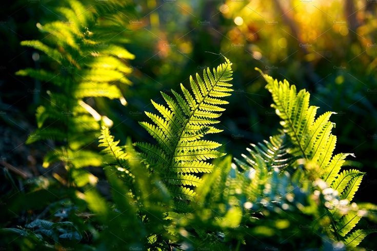 Phân bố rộng khắp từ rừng nhiệt đới đến vùng ôn đới. Dương xỉ có mặt ở hầu hết các châu lục, từ rừng mưa ẩm ướt, vách đá, thân cây mục cho đến những khu rừng ôn đới mát mẻ. Một số loài sống trên cây khác (biểu sinh), số khác bám vào đá hoặc sinh trưởng dưới tán rừng rậm rạp. Ảnh: Pinterest.