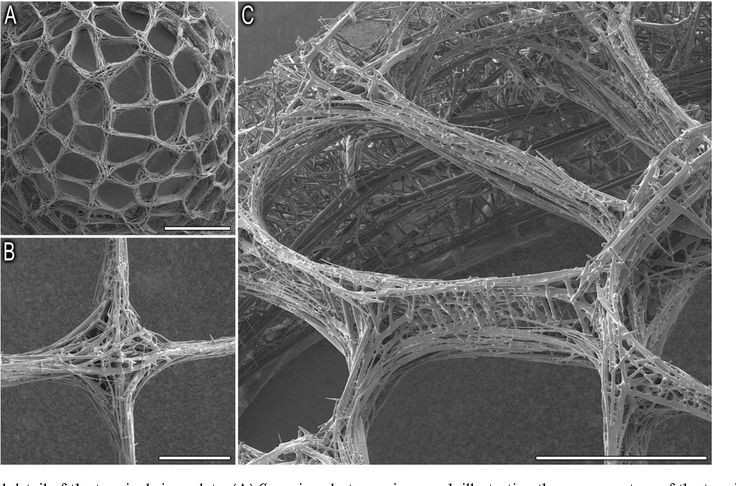 Góp phần thúc đẩy nghiên cứu sinh học và kỹ thuật. Cấu trúc tự nhiên hoàn hảo của loài này đang được các nhà khoa học nghiên cứu để ứng dụng trong xây dựng, quang học và công nghệ nano. Ảnh: Pinterest.