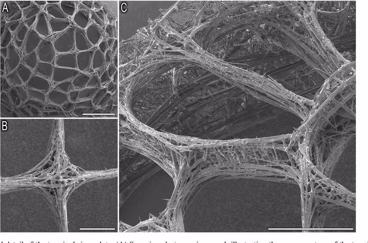 Góp phần thúc đẩy nghiên cứu sinh học và kỹ thuật. Cấu trúc tự nhiên hoàn hảo của loài này đang được các nhà khoa học nghiên cứu để ứng dụng trong xây dựng, quang học và công nghệ nano. Ảnh: Pinterest.