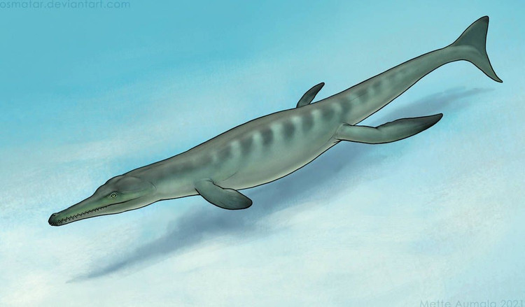 Có cấu trúc sọ chắc khỏe. Sọ của Globidens dày và khỏe, giúp chúng tạo lực cắn mạnh khi nghiền mai rùa hay vỏ sò. Ảnh: Pinterest.