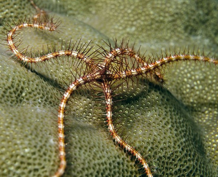 Có hơn 2.000 loài sao biển đuôi rắn được ghi nhận. Sự đa dạng về hình dạng và màu sắc khiến chúng là đối tượng nghiên cứu thú vị của sinh học biển. Ảnh: Pinterest.