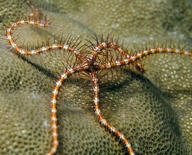 Có hơn 2.000 loài sao biển đuôi rắn được ghi nhận. Sự đa dạng về hình dạng và màu sắc khiến chúng là đối tượng nghiên cứu thú vị của sinh học biển. Ảnh: Pinterest.