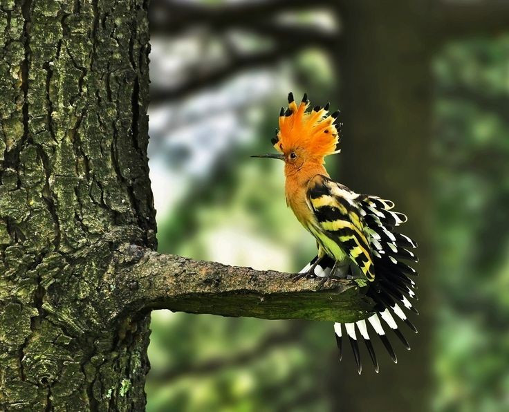 Thói quen làm tổ khác lạ. Chim đầu rìu thường làm tổ trong các hốc cây, tường đá hoặc khe hở, ít dọn dẹp, khiến tổ có thể tích tụ chất thải và mùi đặc trưng. Ảnh: Pinterest.