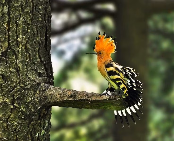 Thói quen làm tổ khác lạ. Chim đầu rìu thường làm tổ trong các hốc cây, tường đá hoặc khe hở, ít dọn dẹp, khiến tổ có thể tích tụ chất thải và mùi đặc trưng. Ảnh: Pinterest.