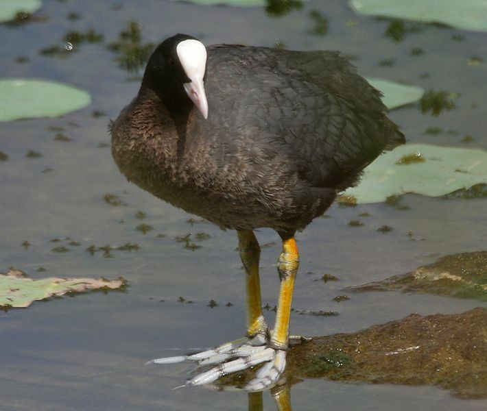 Phân bố rộng khắp Á – Âu. Fulica atra xuất hiện ở nhiều khu vực từ châu Âu đến châu Á, bao gồm cả Việt Nam, đặc biệt ở các vùng đầm lầy và hồ nước ngọt. Ảnh: Pinterest.