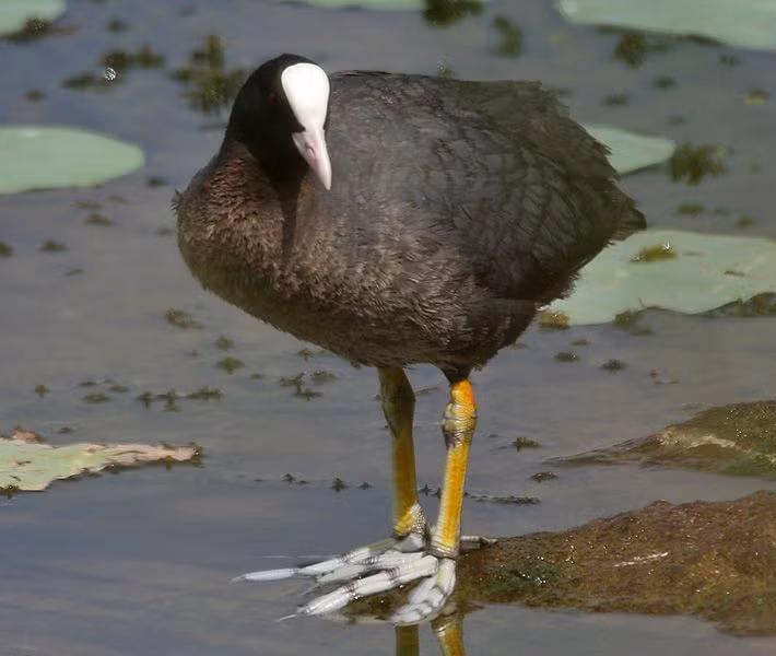 Phân bố rộng khắp Á – Âu. Fulica atra xuất hiện ở nhiều khu vực từ châu Âu đến châu Á, bao gồm cả Việt Nam, đặc biệt ở các vùng đầm lầy và hồ nước ngọt. Ảnh: Pinterest.