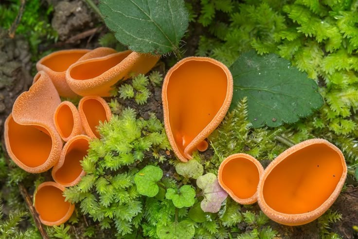 Hình dạng giống chiếc bát màu cam rực. Nấm vỏ cam (Aleuria aurantia) nổi bật với hình dạng giống một chiếc bát hoặc đĩa nhỏ mở rộng. Mặt trong của “chiếc bát” có màu cam tươi rất bắt mắt, trong khi mặt ngoài nhạt hơn và hơi sần. Khi mọc thành từng cụm trên nền đất nâu hoặc lá mục, chúng tạo nên những điểm màu rực rỡ rất dễ nhận ra. Ảnh: Pinterest.