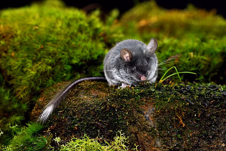 6. Chế độ ăn chủ yếu là thực vật. Chúng ăn rễ cây, quả rụng, nấm và các chất hữu cơ phân hủy – phản ánh vai trò sinh thái quan trọng trong việc phân hủy sinh học. Ảnh: cas.cn.