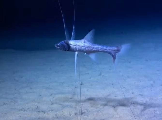 Ba “cái chân” đặc biệt. Loài này có ba tia vây dài bất thường ở vây bụng và vây đuôi. Chúng dùng các tia vây cứng này như những chiếc “chân” để chống xuống đáy biển, giữ cơ thể lơ lửng ổn định giữa dòng nước sâu. Ảnh: azure2.wgp-cdn.co.uk.