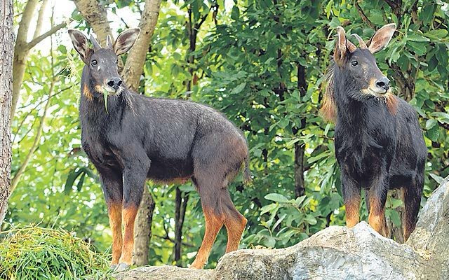 1. Sơn dương là bậc thầy leo núi. Chúng sống ở những vùng núi cao hiểm trở, có khả năng leo trèo và di chuyển nhẹ nhàng trên những vách đá dựng đứng nhờ móng guốc chắc khỏe và linh hoạt. Ảnh: Pinterest.