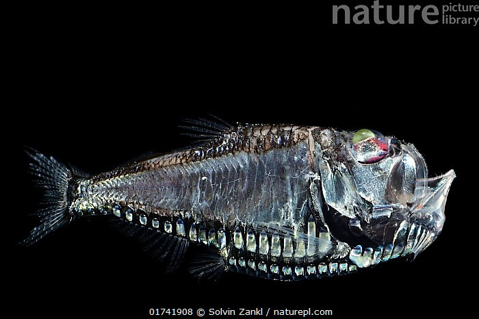 Thân hình mỏng dẹt như lưỡi rìu. Cá rìu Thái Bình Dương chỉ dài khoảng vài cm, có cơ thể dẹt theo chiều bên, phần bụng nhô xuống tạo hình dáng giống một chiếc rìu nhỏ bằng kim loại. Điều này giúp chúng giảm bóng đổ khi nhìn từ bên dưới, một lợi thế sinh tồn ở vùng nước sâu. Ảnh: /nplimages.infradoxxs.com.