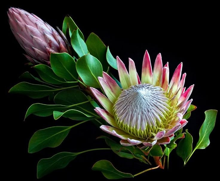 Có lịch sử tiến hóa hàng triệu năm. Protea là một trong những chi thực vật cổ xưa nhất, xuất hiện từ thời siêu lục địa Gondwana, cách đây hơn 300 triệu năm. Ảnh: Pinterest.