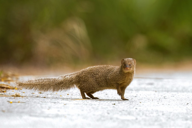 7. Đây là loài sinh sản nhanh. Chúng có thể sinh từ 2–4 con mỗi lứa, và nhiều lứa trong năm, góp phần giúp quần thể duy trì ổn định trong tự nhiên. Ảnh: staging-jubilee.flickr.com.
