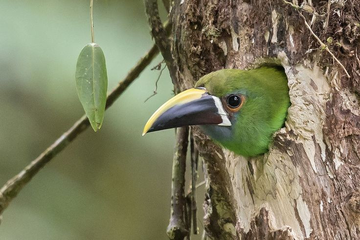 Tập tính sinh sản trong hốc cây. Chúng làm tổ trong các hốc cây tự nhiên hoặc hốc do chim khác bỏ lại, con cái đẻ từ 2–4 trứng và cả hai bố mẹ cùng thay nhau ấp trứng, chăm sóc chim non. Ảnh: Pinterest.
