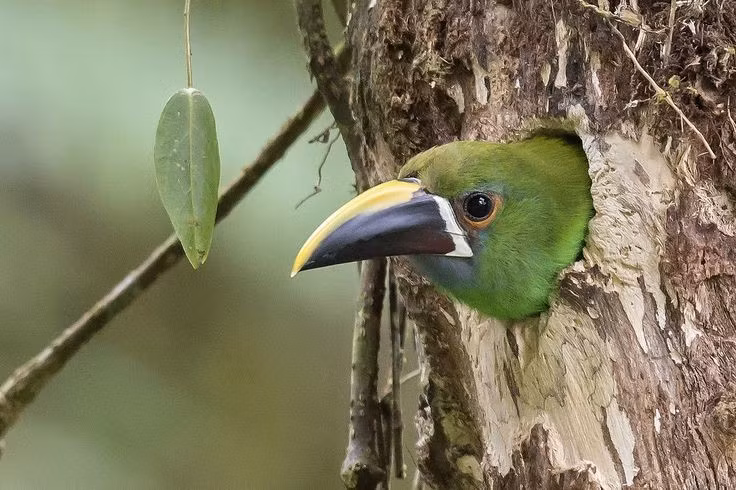 Tập tính sinh sản trong hốc cây. Chúng làm tổ trong các hốc cây tự nhiên hoặc hốc do chim khác bỏ lại, con cái đẻ từ 2–4 trứng và cả hai bố mẹ cùng thay nhau ấp trứng, chăm sóc chim non. Ảnh: Pinterest.