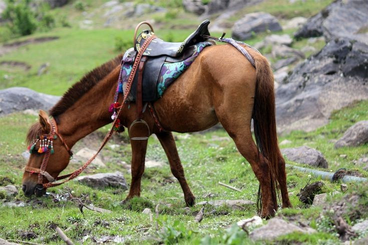 Thời điểm thuần hóa sớm nhất. Giới nghiên cứu hiện thống nhất rằng ngựa được thuần hóa lần đầu cách nay khoảng 5.500 năm, vào cuối thời đồ đá mới – đầu thời đại đồ đồng. Ảnh: Pinterest.