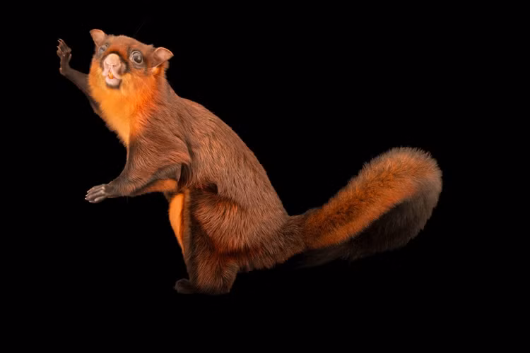 8. Loài đang bị đe dọa. Nạn phá rừng và săn bắt trái phép đã khiến số lượng sóc bay trâu sụt giảm đáng kể, khiến chúng nằm trong danh sách động vật cần được bảo vệ. Ảnh: Joel Sartore.