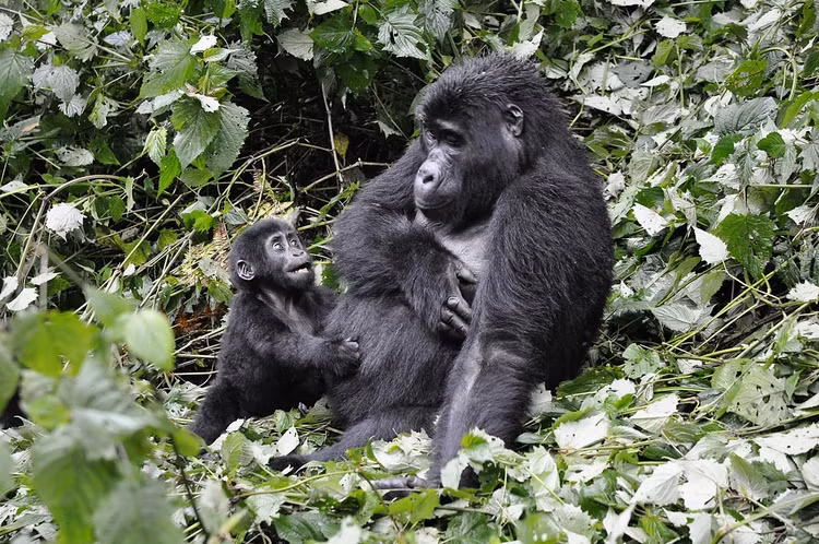Được UNESCO công nhận là Di sản Thế giới. Bwindi được UNESCO công nhận là Di sản Thế giới vào năm 1994 nhờ tầm quan trọng về sinh thái và bảo tồn. Danh hiệu này giúp nâng cao nhận thức toàn cầu về việc bảo vệ khu rừng và các loài quý hiếm. Ảnh: Flickr.