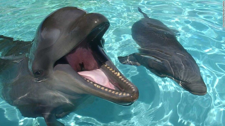 Biểu tượng của sự giao hòa tự nhiên. Wholphin gợi nhắc đến sự đa dạng di truyền và tính linh hoạt trong tiến hóa của các loài động vật biển có vú. Ảnh: gigihawaii.