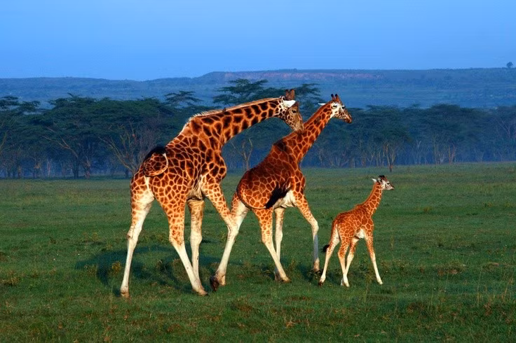 Có tới bốn loài hươu cao cổ khác nhau. Giới khoa học phân loại hươu cao cổ thành bốn loài riêng biệt: phía Bắc, phía Nam, Masai và Reticulated. Ảnh: Pinterest.