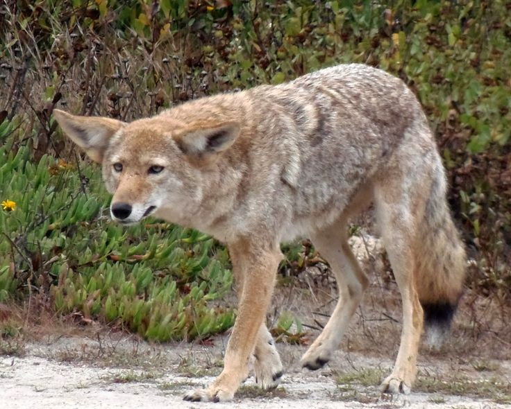 Chạy nhanh đáng kinh ngạc. Chó sói đồng cỏ có thể đạt tốc độ lên đến khoảng 65 km/h khi săn mồi, giúp chúng trở thành những kẻ truy đuổi hiệu quả trên địa hình rộng lớn. Ảnh: Pinterest.