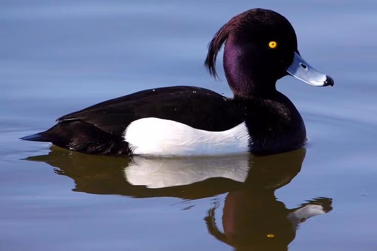 Sở hữu chiếc mào đặc trưng phía sau đầu. Vịt mào trống có bộ lông đen trắng tương phản rõ rệt cùng chùm lông dài rủ xuống sau gáy như một “đuôi tóc” nhỏ. Đặc điểm này giúp phân biệt chúng với nhiều loài vịt lặn khác trong cùng khu vực sinh sống. Ảnh: Pinterest.