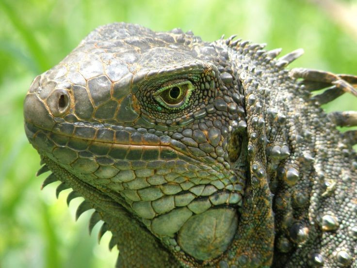 Thị lực nhạy bén. Đôi mắt của chúng có thể nhận biết màu sắc rõ ràng, hỗ trợ tìm kiếm thức ăn và nhận diện kẻ thù. Ảnh: Pinterest.