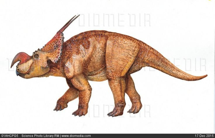 Sống vào cuối kỷ Phấn Trắng. Einiosaurus tồn tại khoảng 74–75 triệu năm trước, trong giai đoạn cuối của thời kỳ khủng long phát triển mạnh. Đây là thời kỳ đa dạng sinh học cao với nhiều loài ăn cỏ và ăn thịt cùng tồn tại. Ảnh: Pinterest.