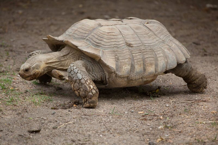 Là loài rùa có tính cảnh giác cao. Chúng phản ứng nhanh với chuyển động lạ và sẵn sàng rút đầu vào mai ngay lập tức. Ảnh: dreamstime.com.