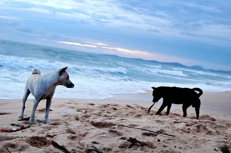 3. Khả năng bơi lội siêu việt. Nhờ đôi chân có màng giữa các ngón, chó Phú Quốc bơi rất giỏi, có thể hỗ trợ săn bắt trên các đảo và vùng ngập nước. Ảnh: Pinterest.